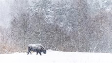 Snímek roku, 1. místo v kategorii Nejlepí fotografie eské pírody