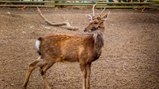 Zoologická zahrada v Hluboké nad Vltavou je v dob koronavirové krize bez...