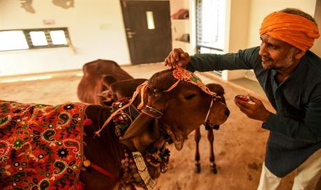 Osmatyicetiletý Vijay Parsana pijímá zdobí jednu  ze svých jedenácti krav...