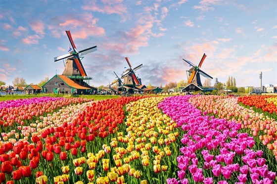 Na obzoru větrné mlýny a všude kolem lány barevných tulipánů. Nizozemsko v...