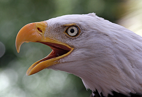 Jihočeští vědci zjistili, že příčinou nemoci, na kterou v USA umírali orli...