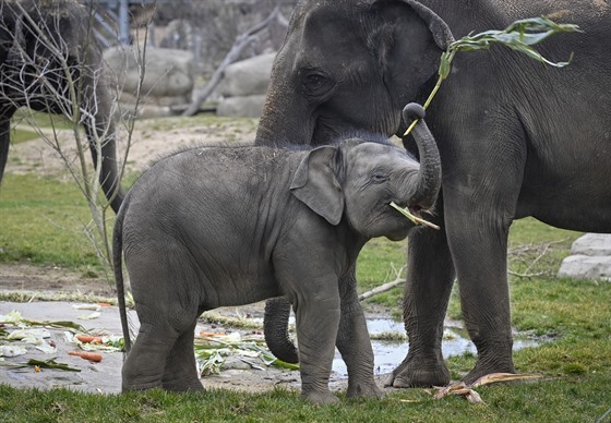 Sloní samička Lakuna si 27. března 2021 pochutnává na zbytcích narozeninového...