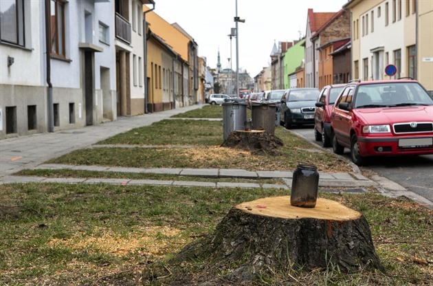 V eské ulici nedaleko centra Prostjova pekvapilo obyvatele kácení letitých...