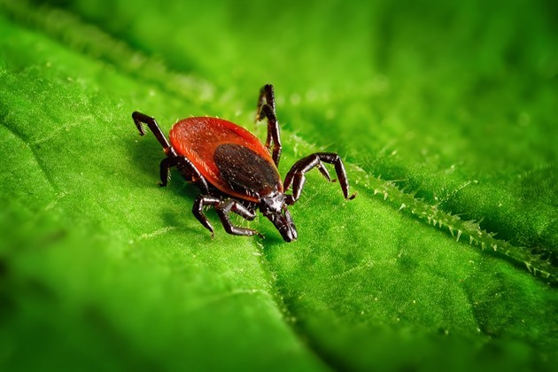 Stejná technologie jako u covidu. Nová vakcína proti klíšťatům má chránit nejen před borreliózou