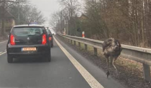 Ptros pobíhal po silnici mezi eskou Lípou a Pihelem.