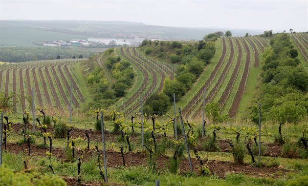 Vininí tra Terasy