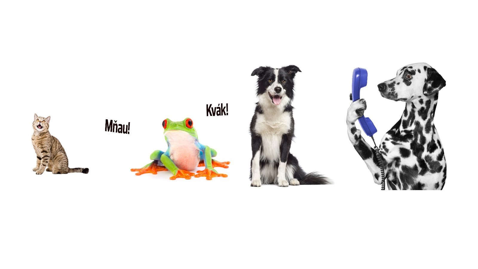 Které zvíře vrčí?