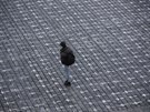 Kídou namalované kíe jsou souástí dneního happeningu spolku Milion chvilek...