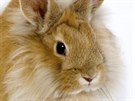 Zakrslí králíci mají kratí ui, ale klidn mohou mít delí srst. 