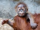 Kawi, orangutaní kluk narozený 17. listopadu 2021, se má ile k svtu.