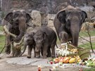 V sobotu 27. bezna 2021 oslavila sloní samika Lakuna (druhá zprava) své první...