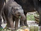V sobotu 27. bezna 2021 oslavila sloní samika Lakuna své první narozeniny....