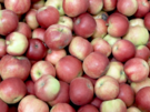 Uskladnná jablka v ovocnáských skladech udruje v dobré kondici nejen nízká...