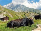 íká se, e krávy ve výcarských Alpách jsou ty nejastnjí.