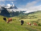 íká se, e krávy ve výcarských Alpách jsou ty nejastnjí.