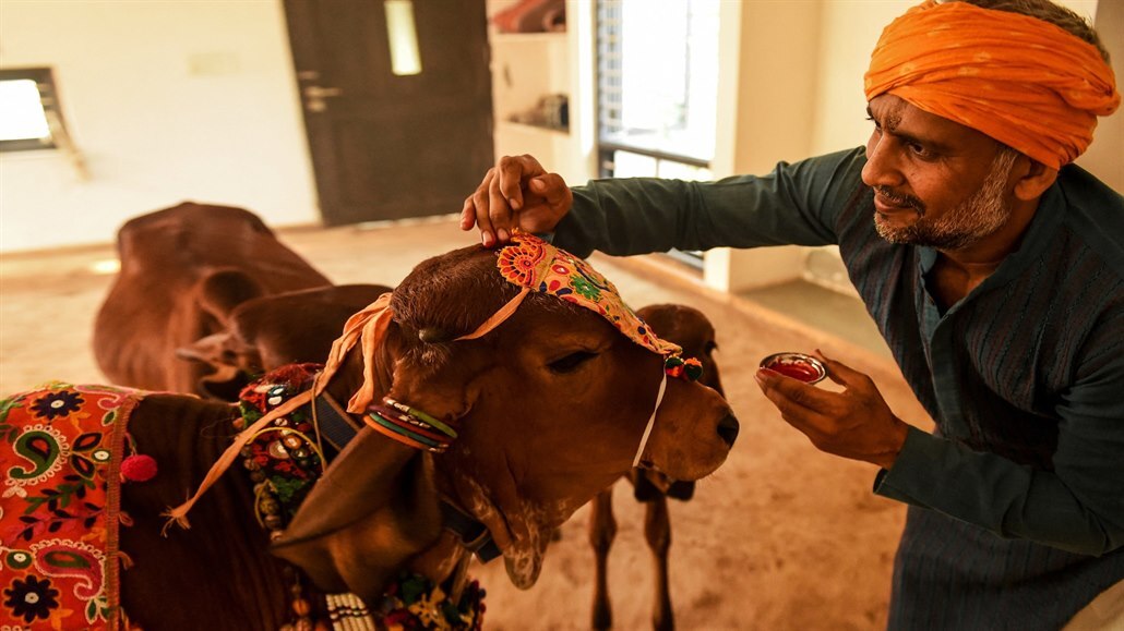 Osmačtyřicetiletý Vijay Parsana přijímá zdobí jednu  ze svých jedenácti krav...