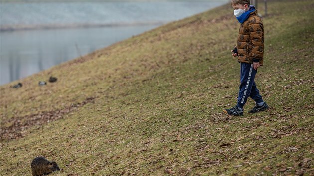 Nutrie na soutoku Labe a Orlice v Jirskovch sadech v Hradci Krlov (3. 3. 2021) 