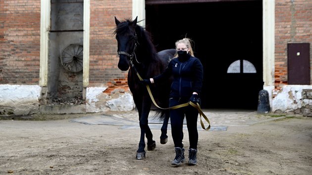 Koně z historických stájí v Heřmanově Městci našli dočasný azyl v Kladrubech nad Labem.
