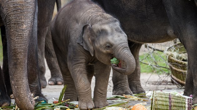 V sobotu 27. bezna 2021 oslavila slon samika Lakuna sv prvn narozeniny. Symbolicky tak odstartovala zatek leton sezony ve ztichl uzaven zoo.