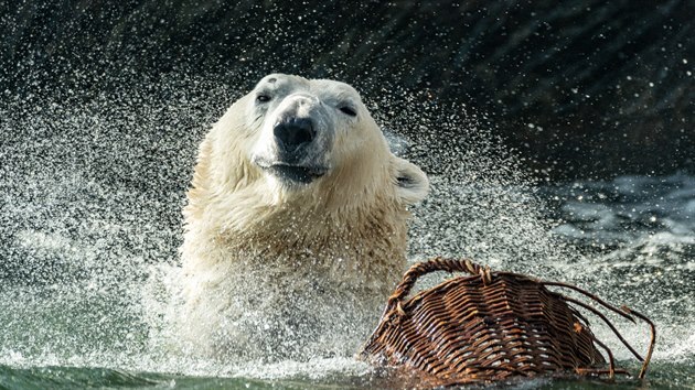 Nadšení dospělí i dětští návštěvníci chybí i u ledních medvědů. (Zoo Praha, březen 2021)