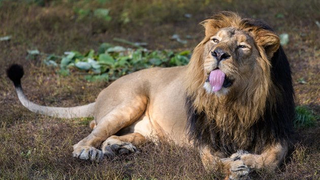 Jamvan, lev indický, na jarním sluníčku. U dvou lvů testování prováděné ze vzorků trusu ukázalo pozitivitu na koronavirus; stalo se tak také u goril nížinných Richarda, Shindy, Kamby a BIkiry, u samce kočky krátkouché, páru tygrů malajských a u samce tygra sumaterského. Klinické příznaky jsou u zvířat mírné, byla zvolena odpovídající léčba a jejich stav se zlepšuje. (Zoo Praha, březen 2021)