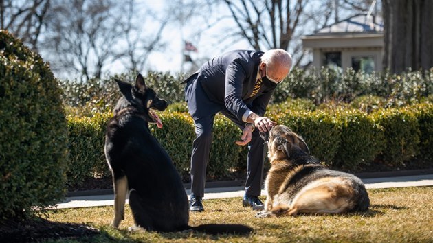 Psi amerického prezidenta Joea Bidena se vrátili z Delware do Bílého domu. Mladší z mazlíčků v domovském státě prvního muže USA absolvoval výcvik. (24. února 2021)
