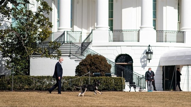 Psi amerického prezidenta Joea Bidena se vrátili z Delware do Bílého domu. Mladší z mazlíčků v domovském státě prvního muže USA absolvoval výcvik. (9. února 2021)