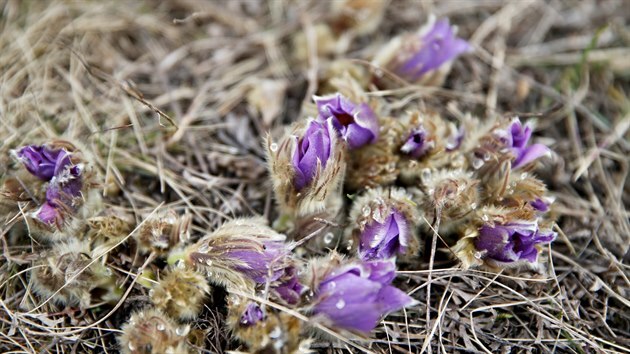 P�esn� po�ty koniklec� v Brn� zjist� odborn�ci z Masarykovy univerzity po��ta�ovou anal�zou.