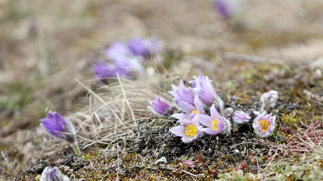 Podle letitých odhadů vykvétá každé jaro na kamenném vrchu 50 až 60 tisíc rostlin.