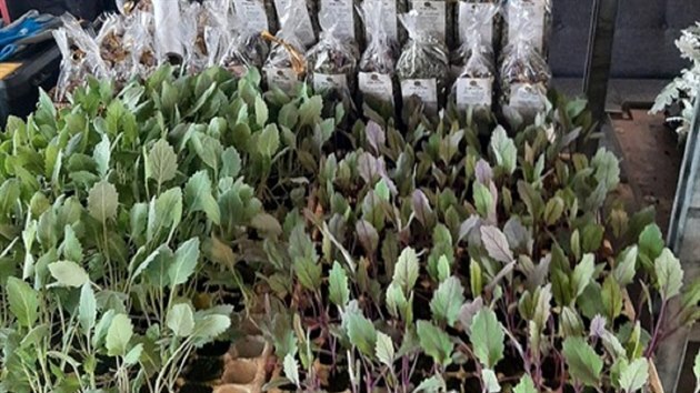 Trhovci se z brn�nsk�ho Zeln�ho trhu p�esunuli do nyn� nefunk�n� kav�rny.