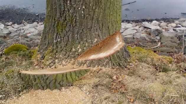 Firma mohla podle rozhodnut� k�cet jen p�i teplot� minim�ln� deseti stup��. Podle n�kter�ch v�ak teplota takov� hranice v�bec nedos�hla.