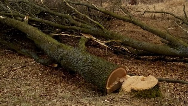 Firma mohla podle rozhodnut� k�cet jen p�i teplot� minim�ln� deseti stup��. Tato podm�nka m�la umo�nit vylet�t netop�r�m.