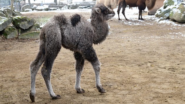 V olomoucké zoo se narodilo během pár měsíců už třetí mládě velblouda. Nejnovější přírůstek dostal jméno Lotrando.