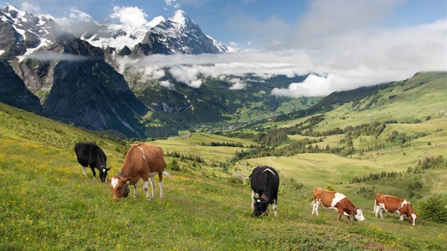 Říká se, že krávy ve švýcarských Alpách jsou ty nejšťastnější.