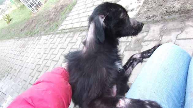 Fenka se zotavuje ve psím útulku v Klatovech. Tlamu měla přelepenou lepicí páskou.
