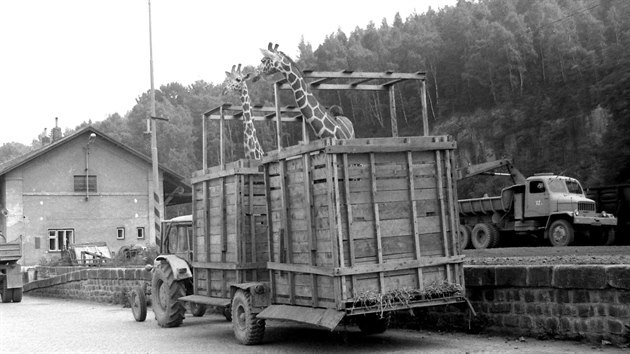 Stanice Dvůr Králové nad Labem sloužila dopravě odchycených afrických zvířat pro tamní ZOO