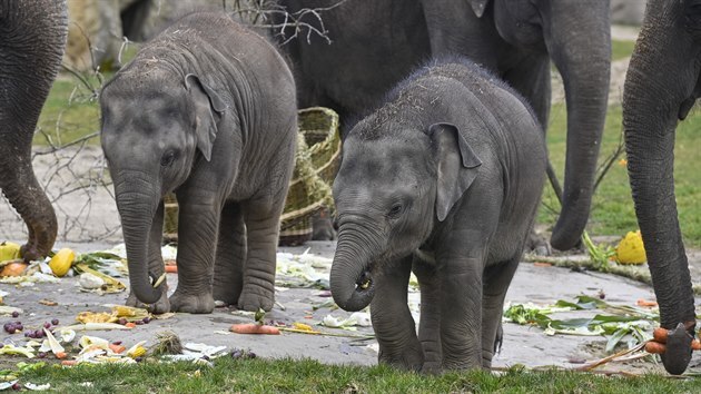 Sloní samička Lakuna (vpravo) si 27. března 2021 pochutnává společně s další sloní samičkou Amalee (vlevo) na zbytcích narozeninového dortu, který ji na počest prvních narozenin připravili chovatelé v pražské zoologické zahradě z ovoce, zeleniny a dalších pochutin.