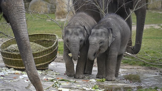 Slon samika Lakuna (vpravo) si 27. bezna 2021 pochutnv spolen s dal slon samikou Amalee (vlevo) na zbytcch narozeninovho dortu, kter ji na poest prvnch narozenin pipravili chovatel v prask zoologick zahrad z ovoce, zeleniny a dalch pochutin.
