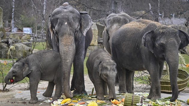 Sloní samička Lakuna (vlevo) si 27. března 2021 pochutnává společně s další sloní samičkou Amalee (uprostřed) na narozeninovém dortu, který ji na počest prvních narozenin připravili chovatelé v pražské zoologické zahradě z ovoce, zeleniny a dalších pochutin.