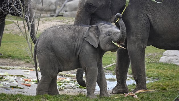 Sloní samička Lakuna si 27. března 2021 pochutnává na zbytcích narozeninového dortu, který ji na počest prvních narozenin připravili chovatelé v pražské zoologické zahradě z ovoce, zeleniny a dalších pochutin.
