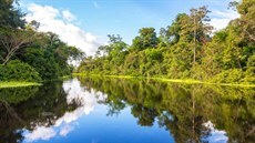 Amazonský deštný prales poblíž peruánského města Iquitos