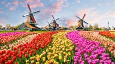 Na obzoru větrné mlýny a všude kolem lány barevných tulipánů. Nizozemsko v...