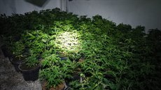 Mu pstoval 600 rostlin konopí.