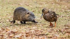 Nutrie na soutoku Labe a Orlice v Jiráskových sadech v Hradci Králové (3. 3....