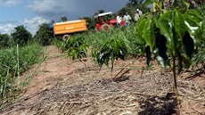 Plantá� kávovníku nedaleko m�sta Sao Sebastiao do Paraiso v Brazílii. (22....