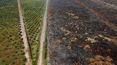 Prach a popel místo lesů vedle plantáží palmového oleje v Indonésii. (29. září...