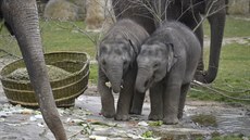 Sloní samika Lakuna (vpravo) si 27. bezna 2021 pochutnává spolen s dalí...