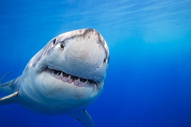 Jak se bránit žralokovi? Křik a prudké pohyby vše zhorší, říká dokumentarista
