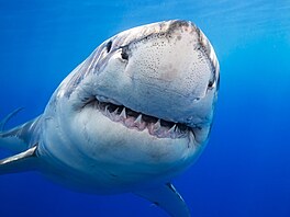 Naděje však podle autorů studie o žralocích a rejnocích existuje. Data ukazují,...