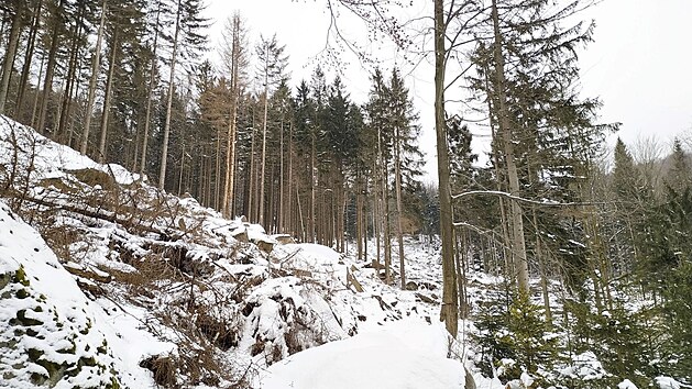 Dokud jsou oblben Rychlebsk stezky mimo provoz, pustili se lesnci Arcibiskupskch les a statk Olomouc do kcen nebezpench a suchch strom.